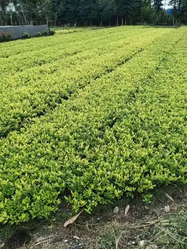 花箱园林景观设计定制