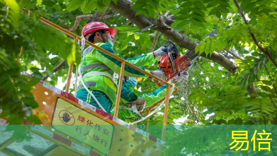 任丘绿化树苗批发市场在哪儿