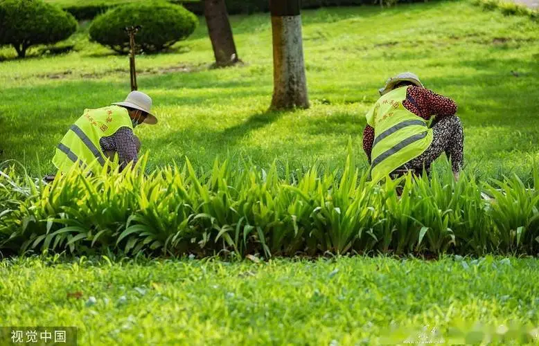 偃师园林绿化草坪批发市场